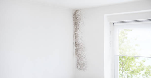 Best Emergency Mold Remediation  in Ontario, OR