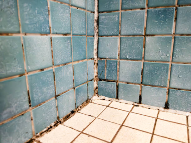 Environmental Consulting for Mold Prevention in Ontario, OR