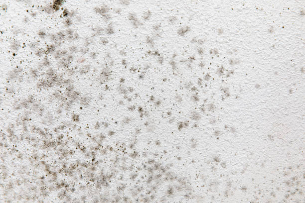 Best Airborne Mold Testing  in Ontario, OR